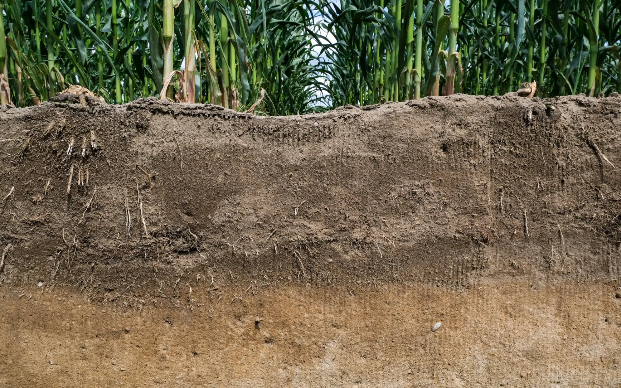 Warum der Unterboden entscheidend für stabile Erträge ist