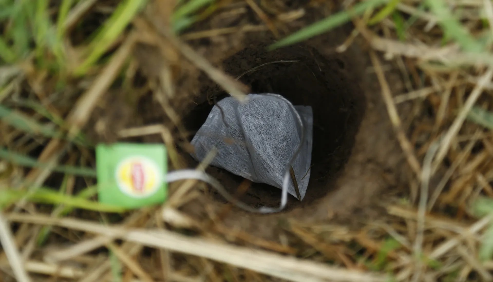teabag-decomposition-field-experiment