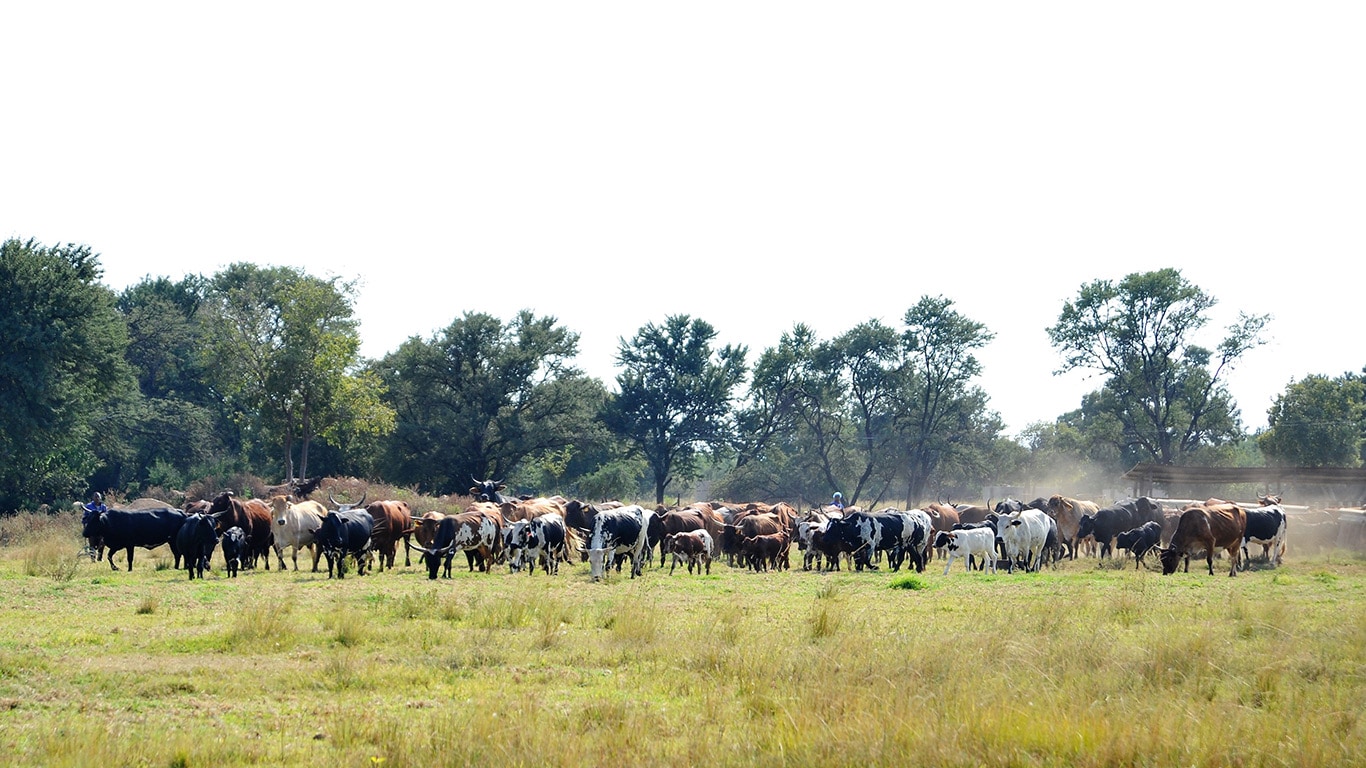 Die unterschiedlichen Klimazonen Südafrikas bestimmen die regionalen Schwerpunkte in der landwirtschaftlichen Produktion.