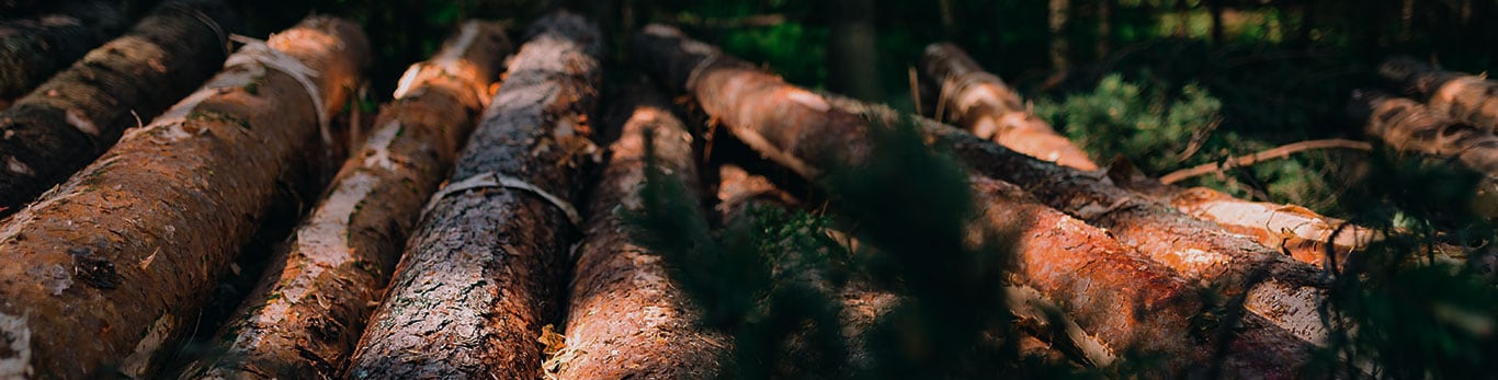 Baumstämme im Wald