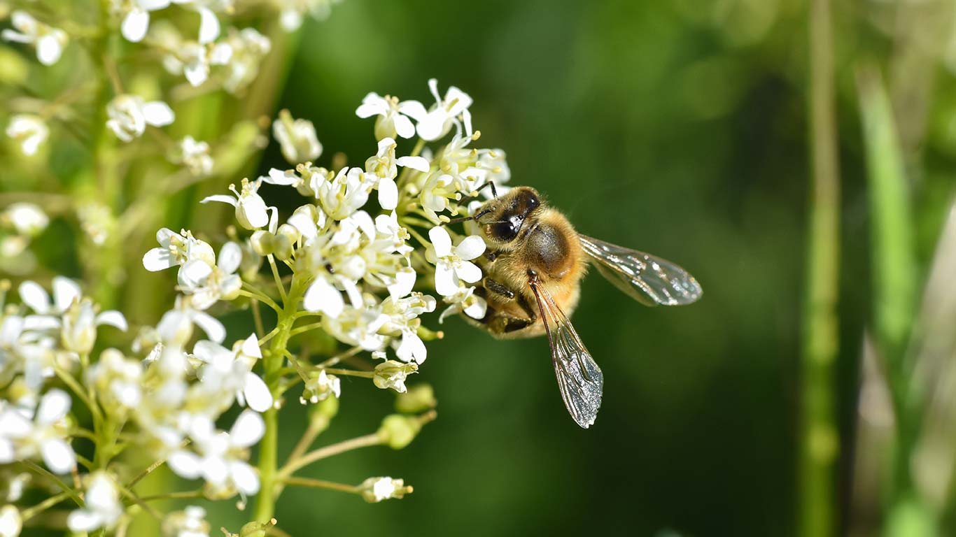 Was Sie für die Bienen tun können