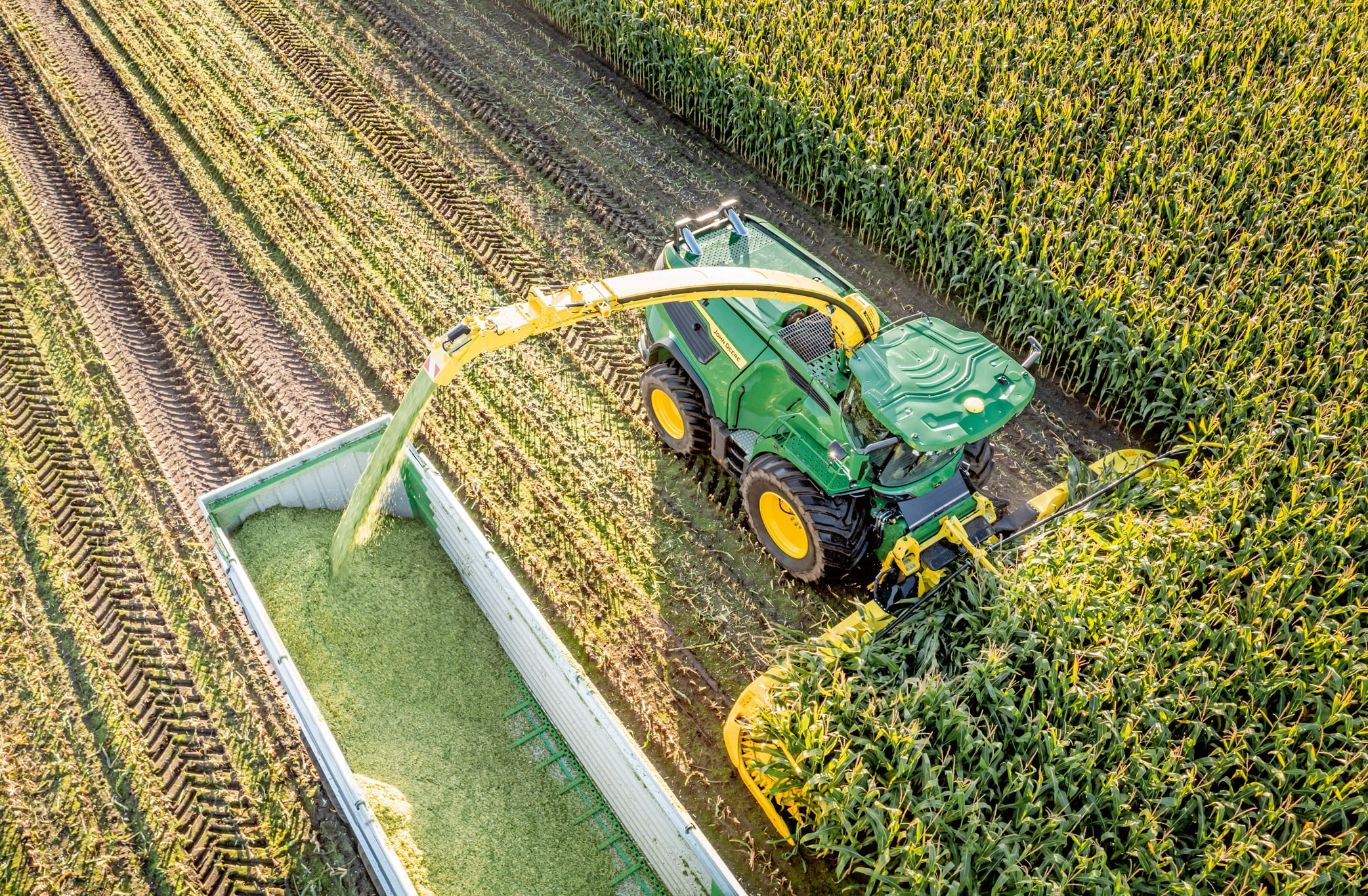 Luftaufnahme eines grünen John Deere Feldhäckslers, der Mais erntet und gehäckselte Silage in einen Anhänger in einem großen Maisfeld umlädt.